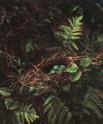 Fidelia Bridges Bird's Nest and Ferns oil painting on canvas